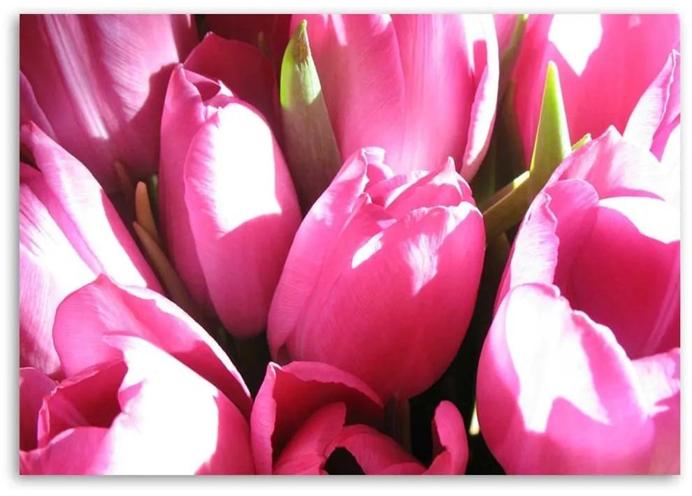 Obraz na plátně Tulipány růžový květ - 90x60 cm