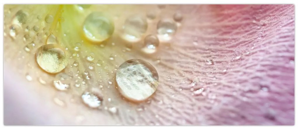 Obraz - Kvapky rosy (120x50 cm)