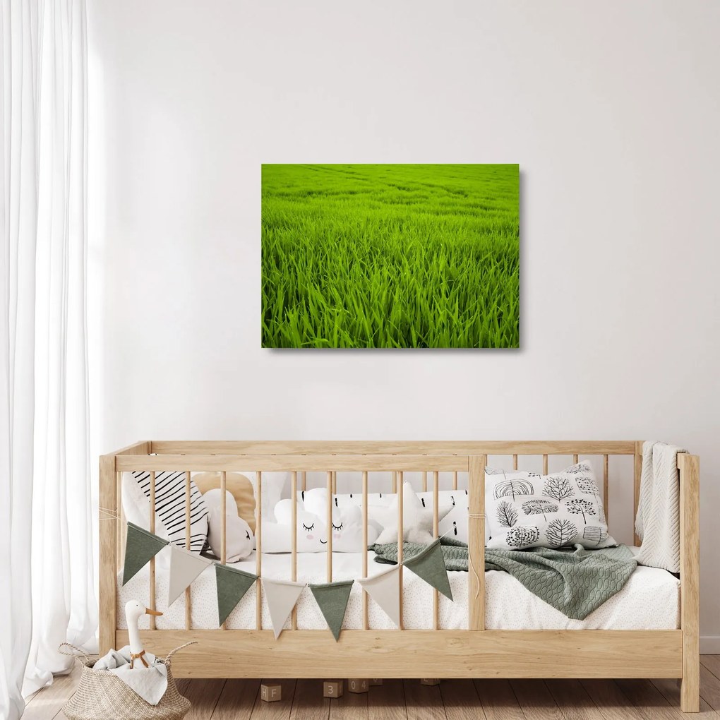 Sklenený obraz trávy (70x50 cm)