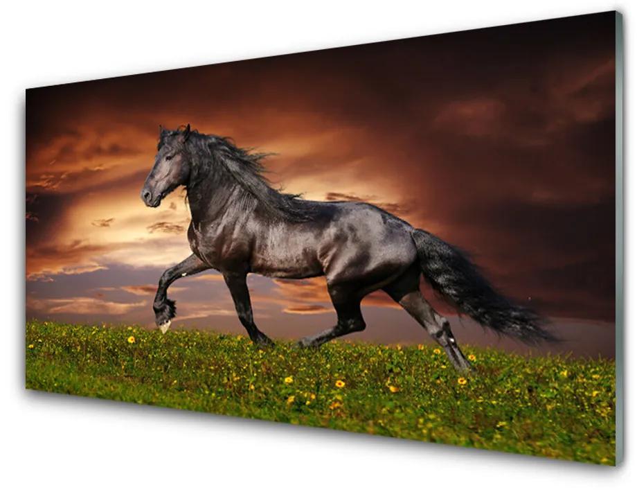 Obraz na skle Čierny kôň lúka zvieratá 125x50 cm