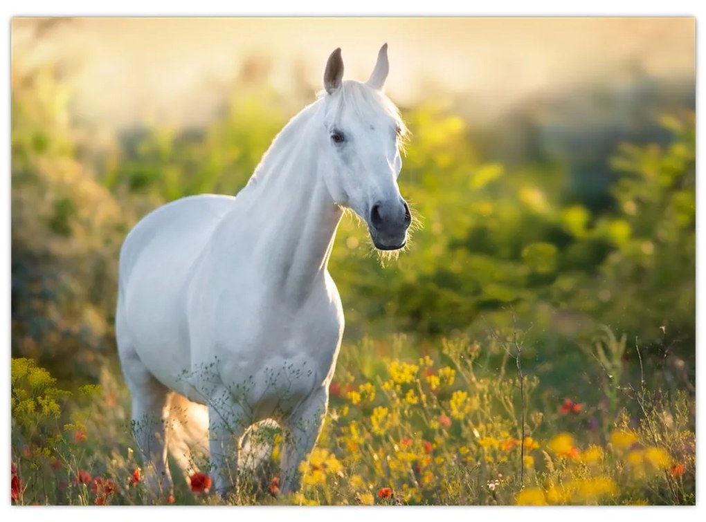 Obraz bieleho koňa na lúke (70x50 cm)