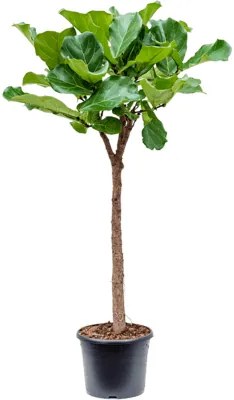 Ficus lyrata stem 30x140 cm