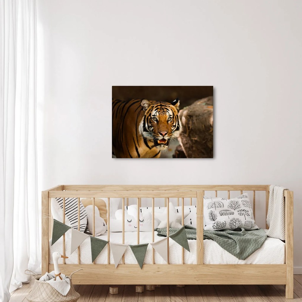 Obraz tigra (70x50 cm)