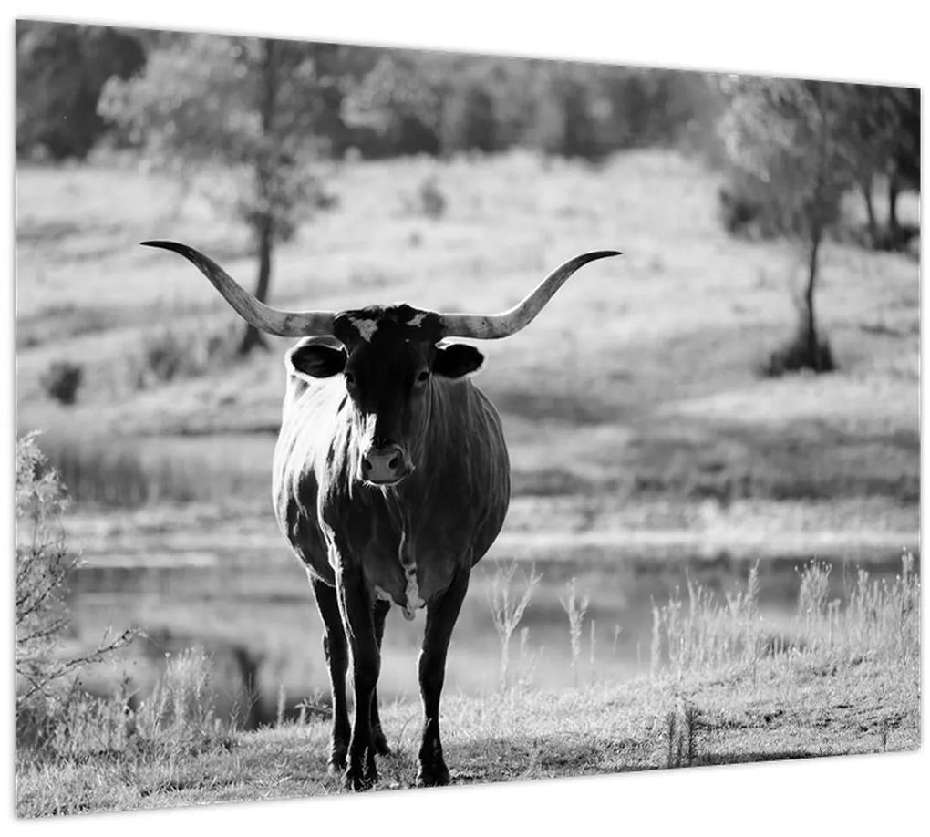 Obraz - Krava, čiernobiela (70x50 cm)