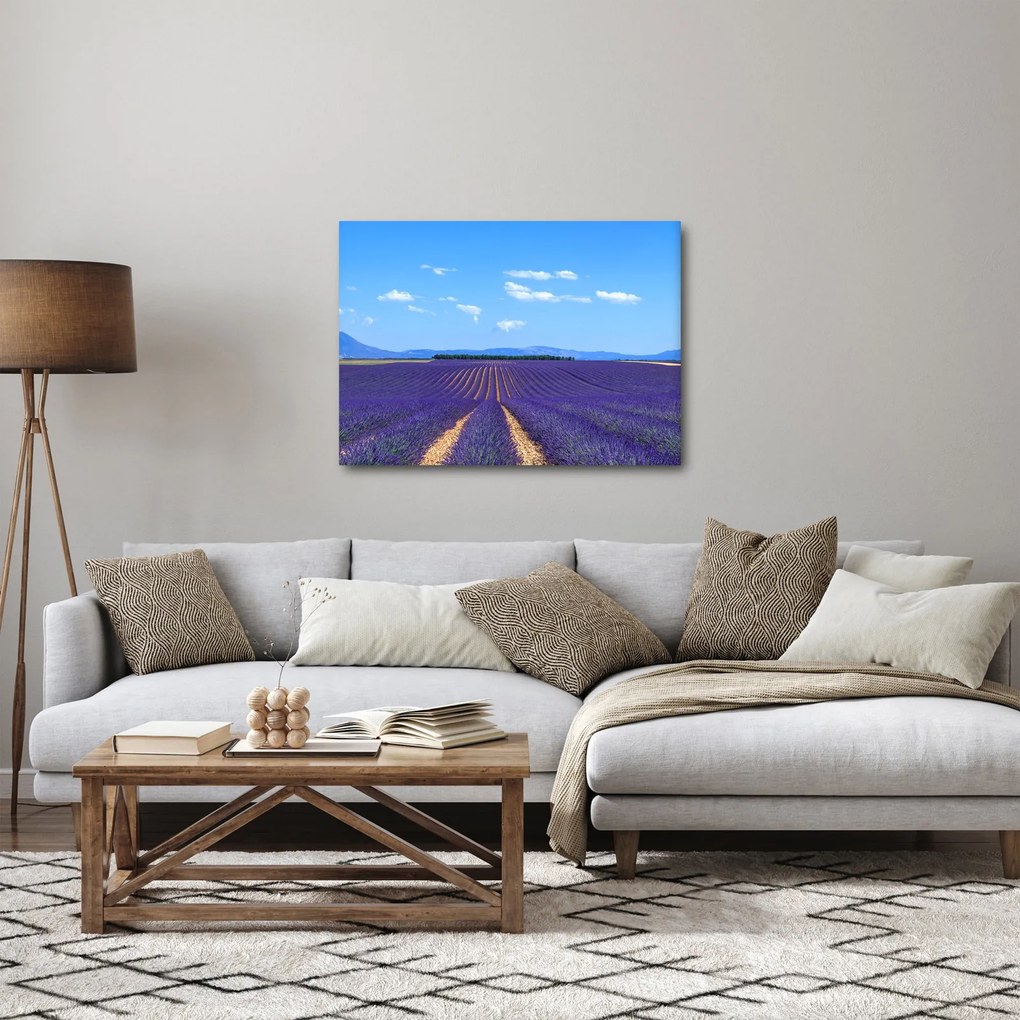 Obraz - Levanduľové pole (70x50 cm)