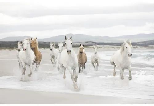 Fototapeta papierová 8-986 VOL 15 White Horses 8-dielna 368x254 cm
