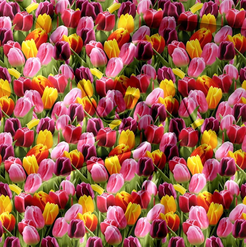 Obliečky z mikrovlákna TULIPÁNY červené