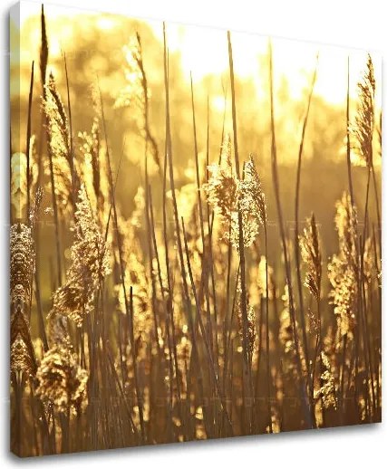 Obraz na stenu RASTLINY