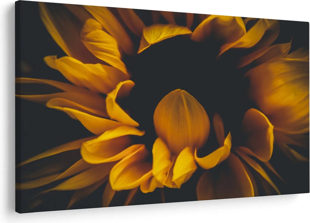 Obraz - Slnečnica v čiernom pozadí (90x60 cm)