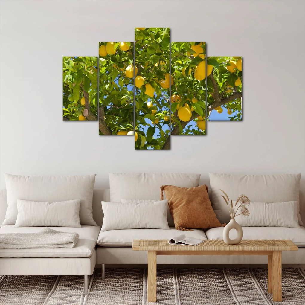 Obraz - Citrónovník (150x105 cm)