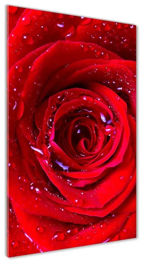 Foto obraz akrylový do obývačky Červená ruža pl-oa-70x140-f-100979783