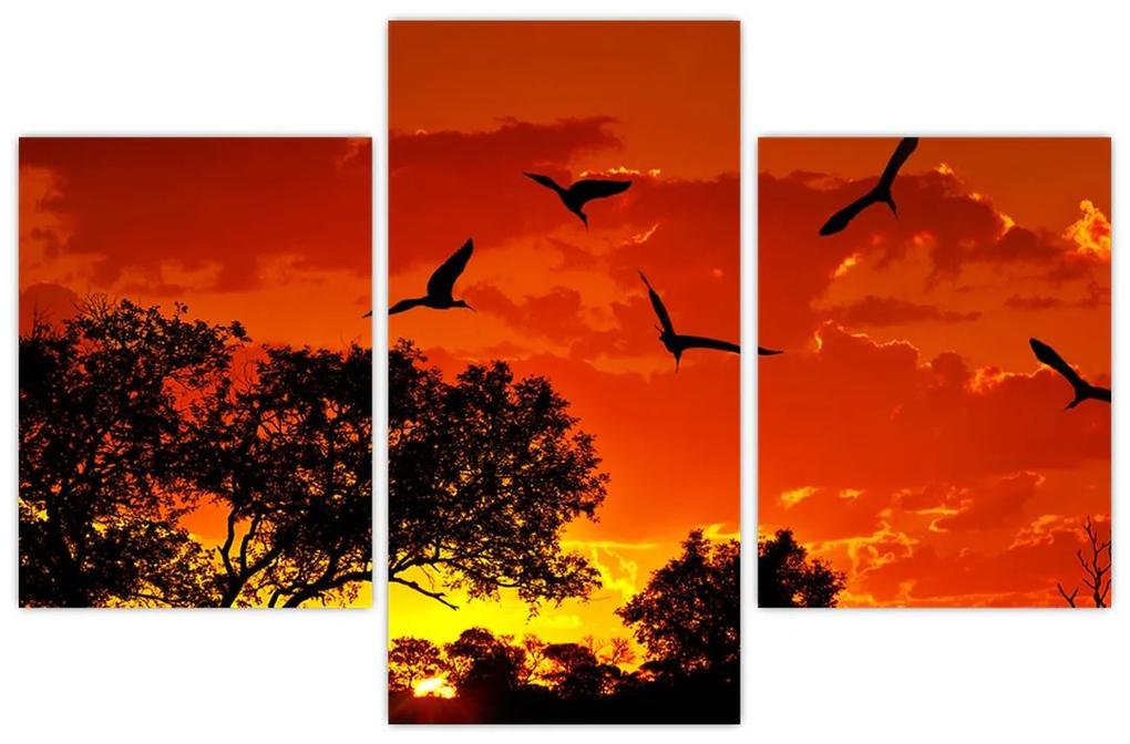 Obraz zapadajúceho slnka s vtákmi