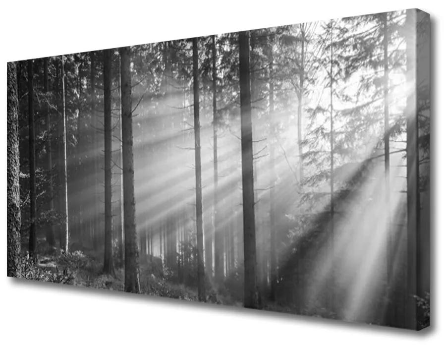 Obraz Canvas Les príroda lúče slnka 100x50 cm