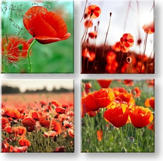 Obraz na stenu Meadow of poppy poppies 4 dielny XOBKOL17E42