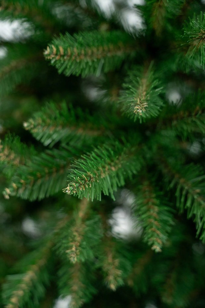 Limpol Jedľa Renata 1,80 m