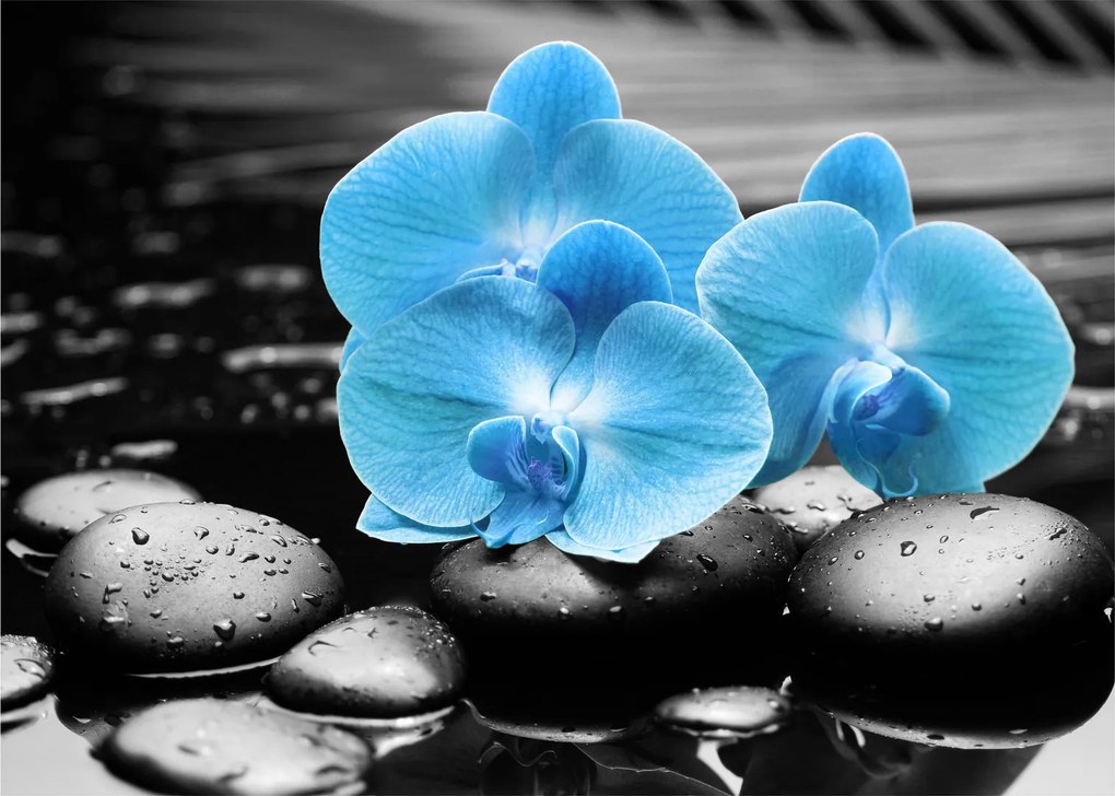 Obraz - Modrá orchidea (70x50 cm)