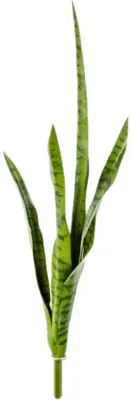 Sansevieria Green 81 cm