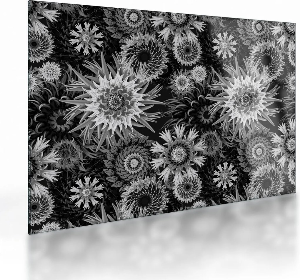Sklenený obraz - Čiernobiele bodliaky (70x50 cm)