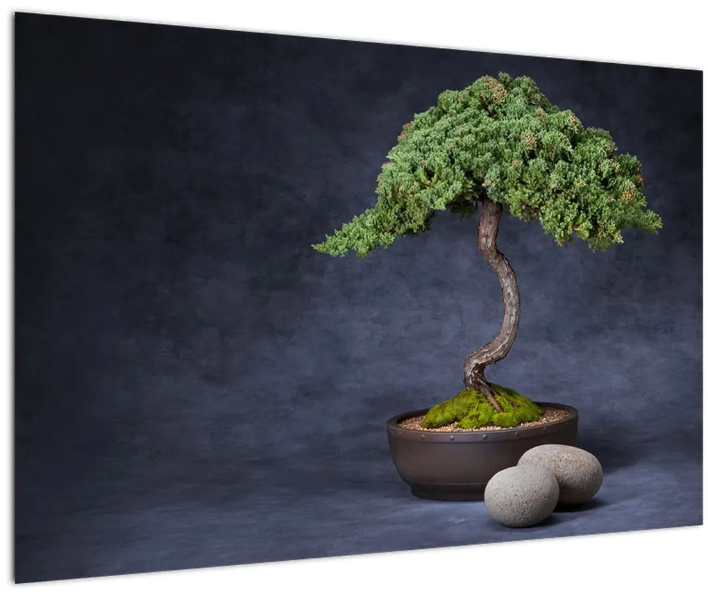 Obraz - Bonsai (90x60 cm)