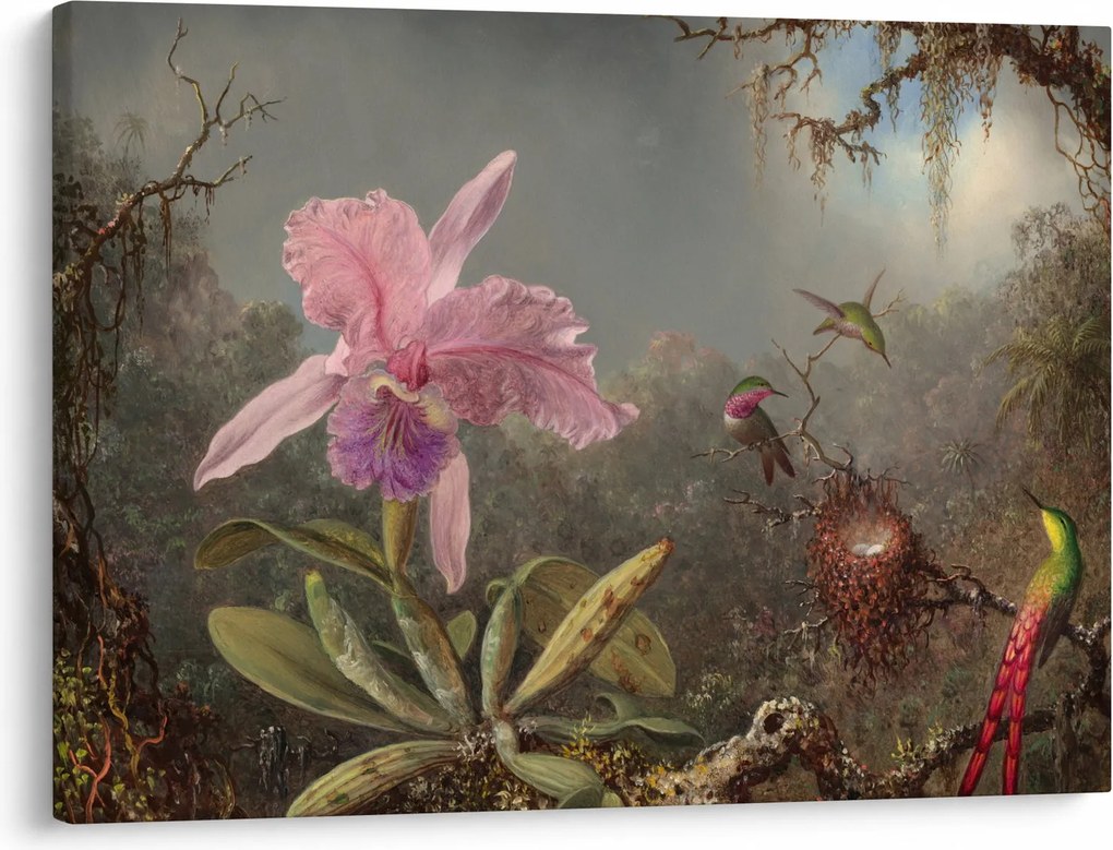 Obraz - Martin Johnson Heade, Cattleya Orchid and Three Hummingbirds, reprodukcia (70x50 cm)