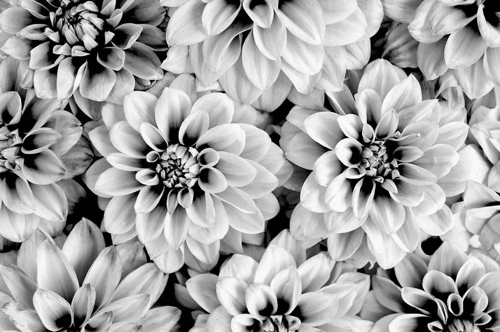 Samolepiaca fototapeta kvety dálie v čiernobielom prevedení - 225x150