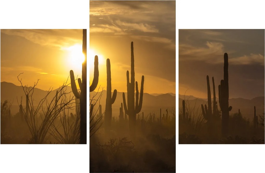 Obraz - Kaktusy Saguaro (90x60 cm)