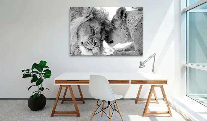 Obraz - Lion's Love Veľkosť: 30x20, Verzia: Standard