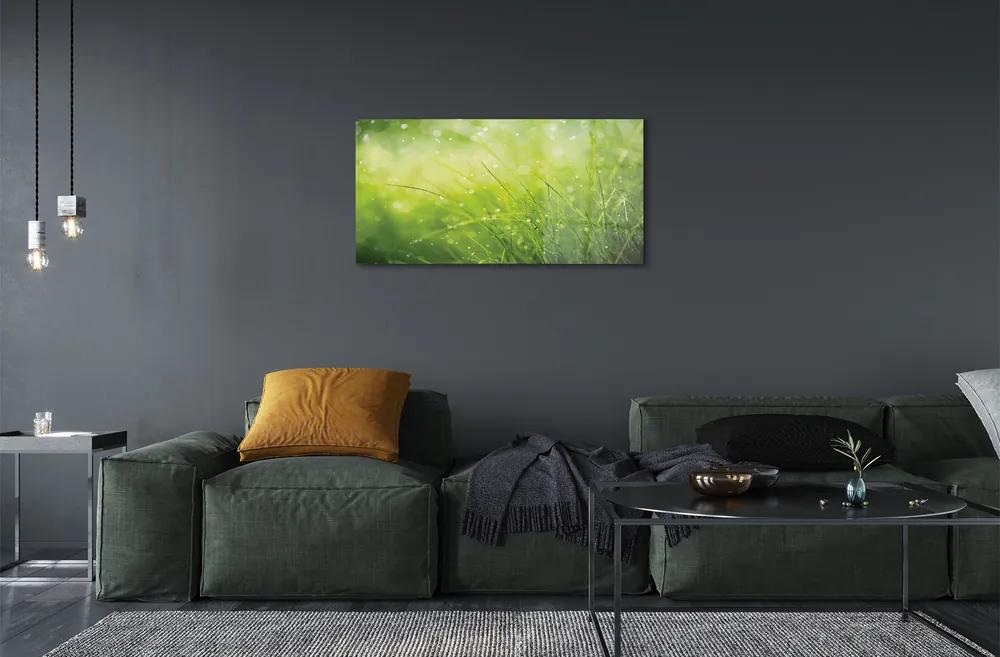 Obraz na skle Tráva kvapky rosy 140x70 cm