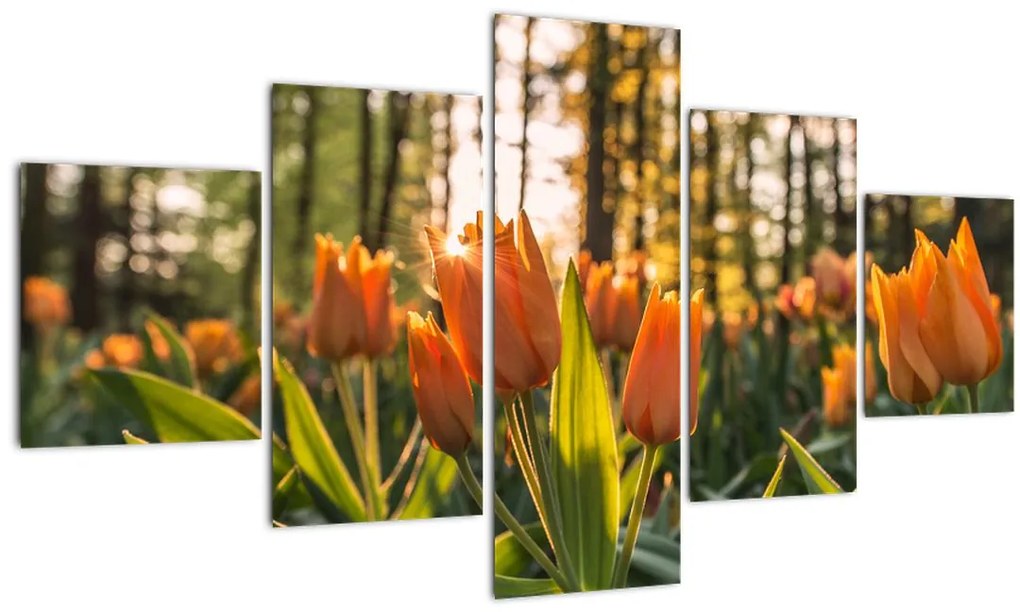 Obraz - oranžové tulipány (125x70 cm), 40 ďalších rozmerov