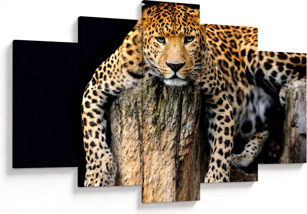 Obraz - Gepard (150x105 cm)