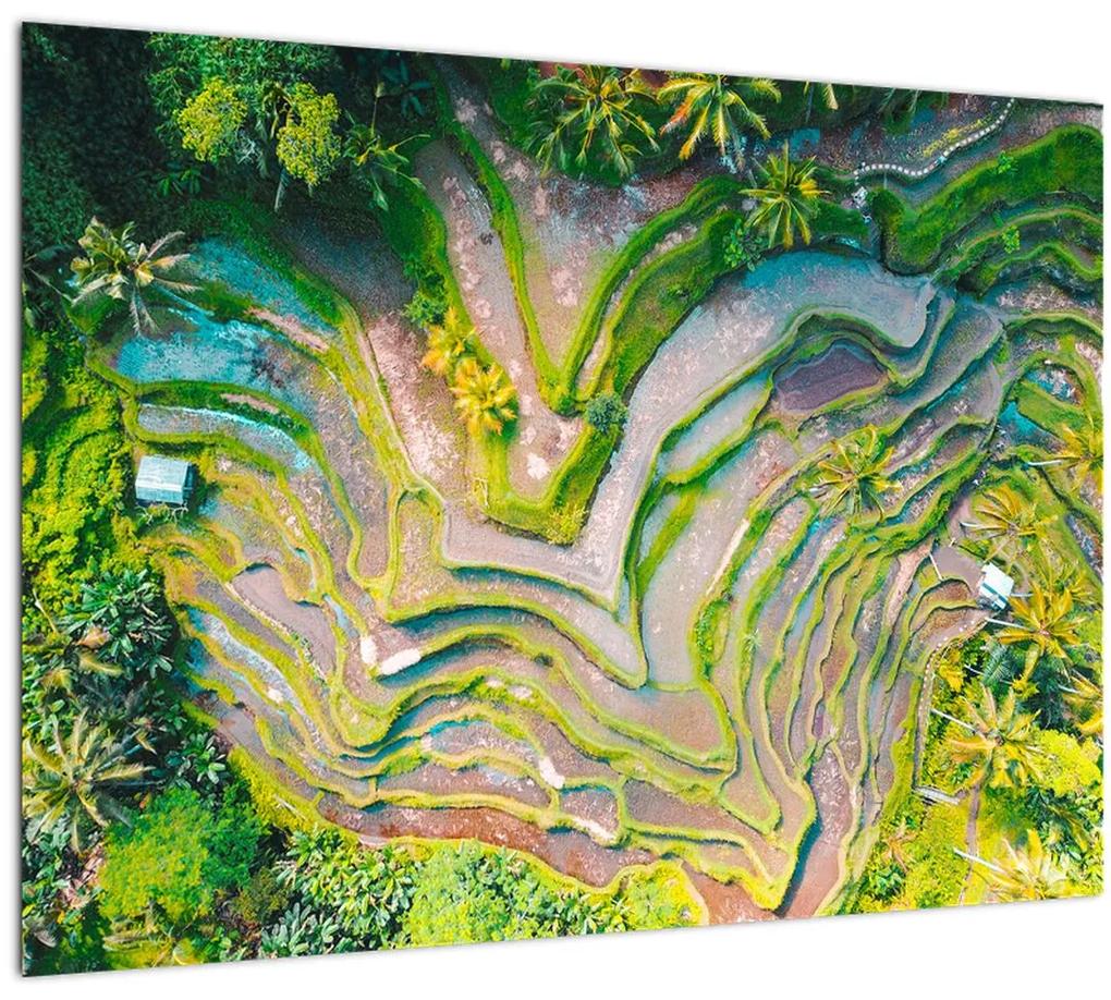 Obraz ryžových polí z vtáčej perspektívy (70x50 cm)