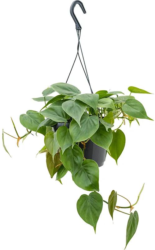 Philodendron scandens 15x30 cm