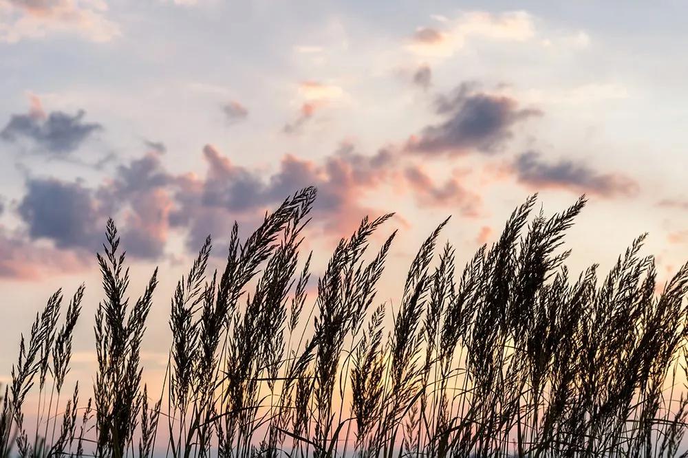 Zaujímavá samolepiaca fototapeta steblá trávy pri západe slnka
