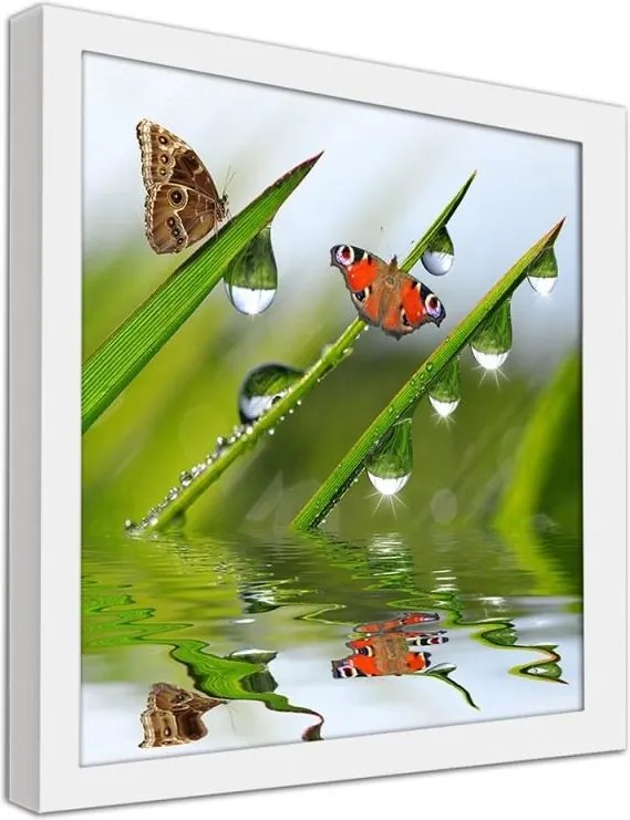CARO Obraz v ráme - Butterflies On Dewy Grass Biela 20x20 cm