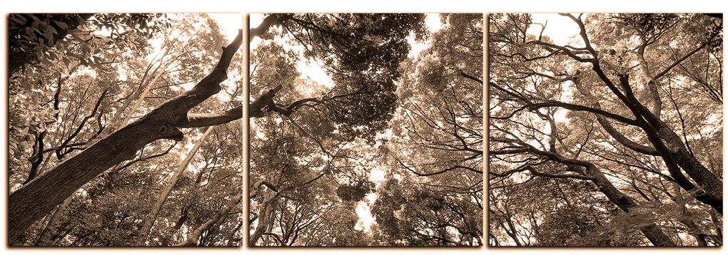 Obraz na plátne - Zelené stromy v lese - panoráma 5194FB (150x50 cm)