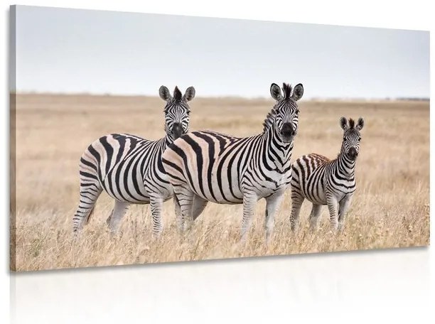 Obraz tri zebry v savane