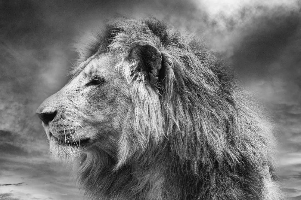 Samolepiaca tapeta africký lev v čiernobielom prevedení - 300x200