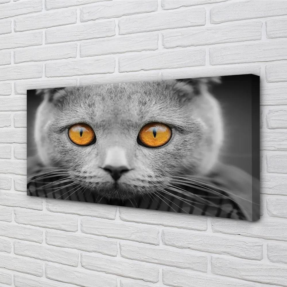 Obraz na plátne Sivá Britská mačka 120x60 cm