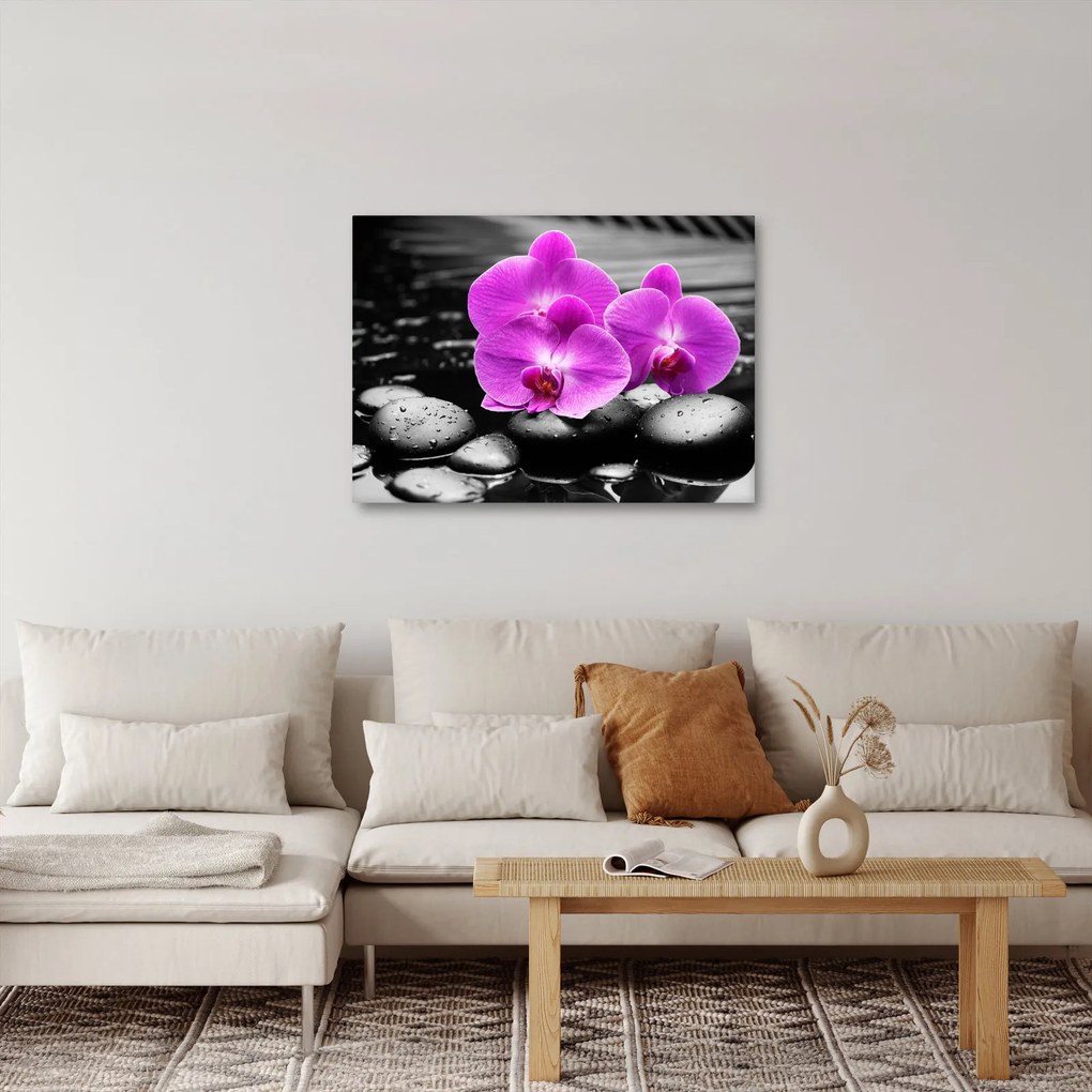 Obraz - Fialové orchidey (70x50 cm)
