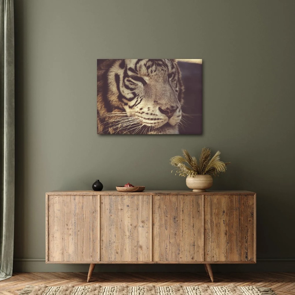 Obraz tigra (70x50 cm)