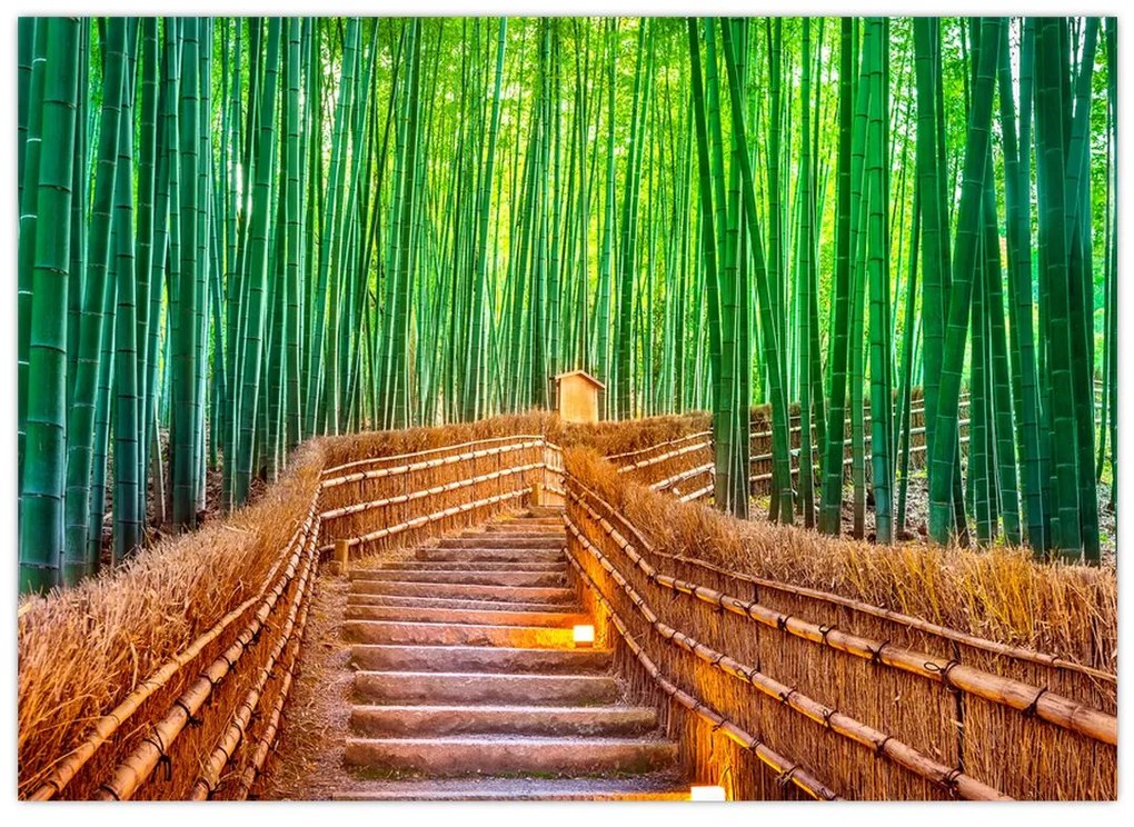 Obraz - Japonský bambusový les (70x50 cm)