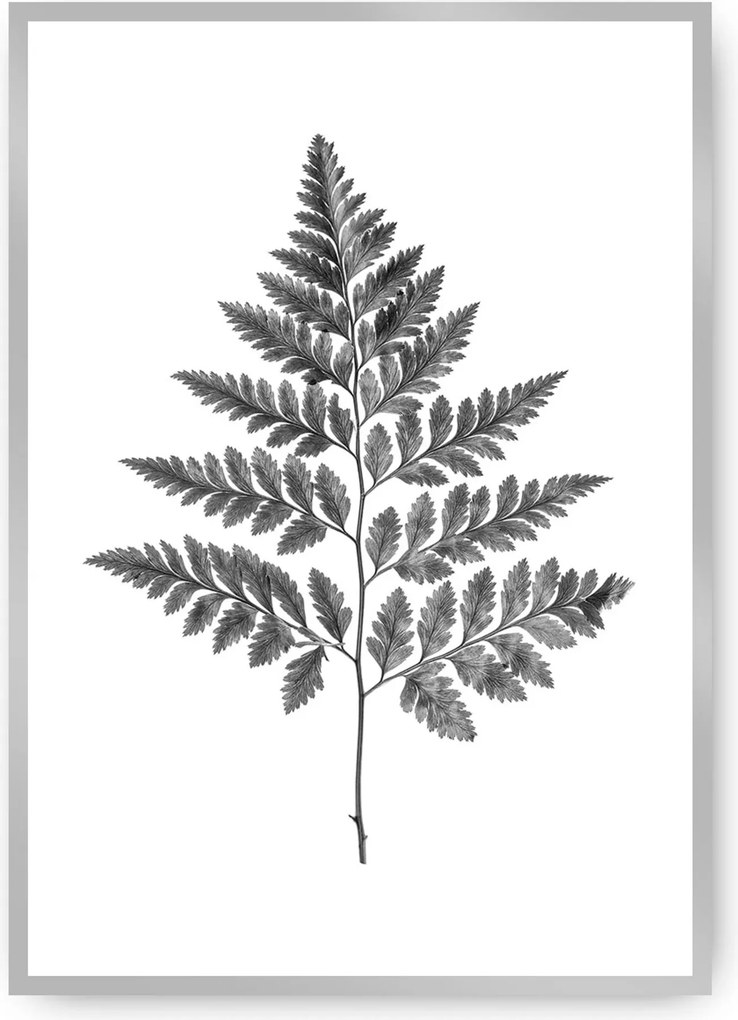 Plagát Fern Grey