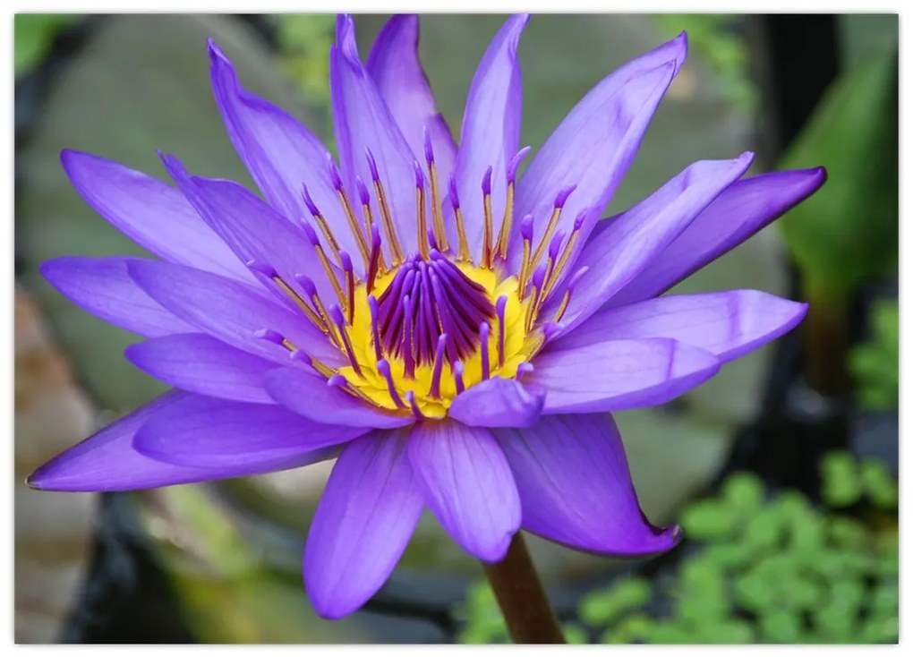 Sklenený obraz - Fialová kvetina (70x50 cm)