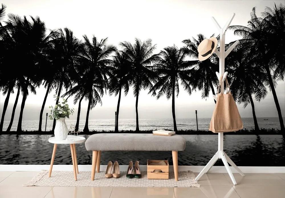 Samolepiaca tapeta západ slnka nad palmami v čiernobielom - 225x150