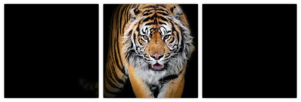 Tiger, obraz