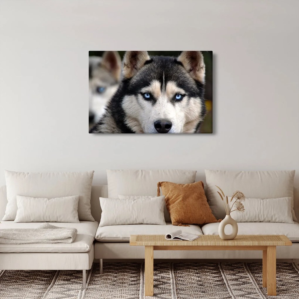 Obraz psa husky (90x60 cm)