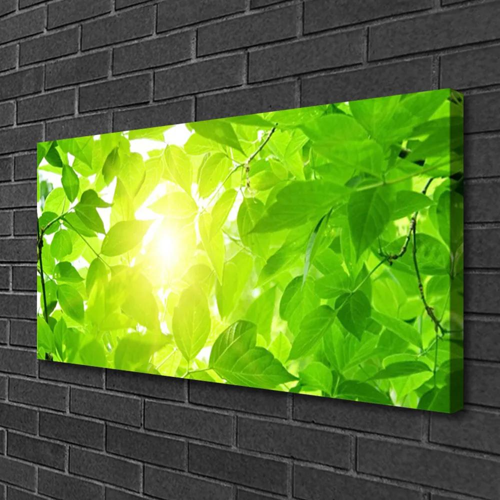 Obraz Canvas Listy príroda slnko rastlina 125x50 cm