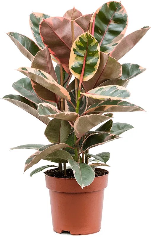 Ficus elastica belize 24x75 cm