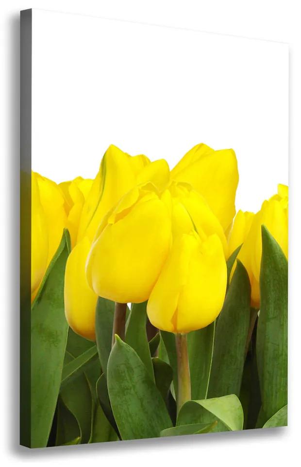 Foto obraz na plátne Žlté tulipány pl-oc-70x100-f-2665979