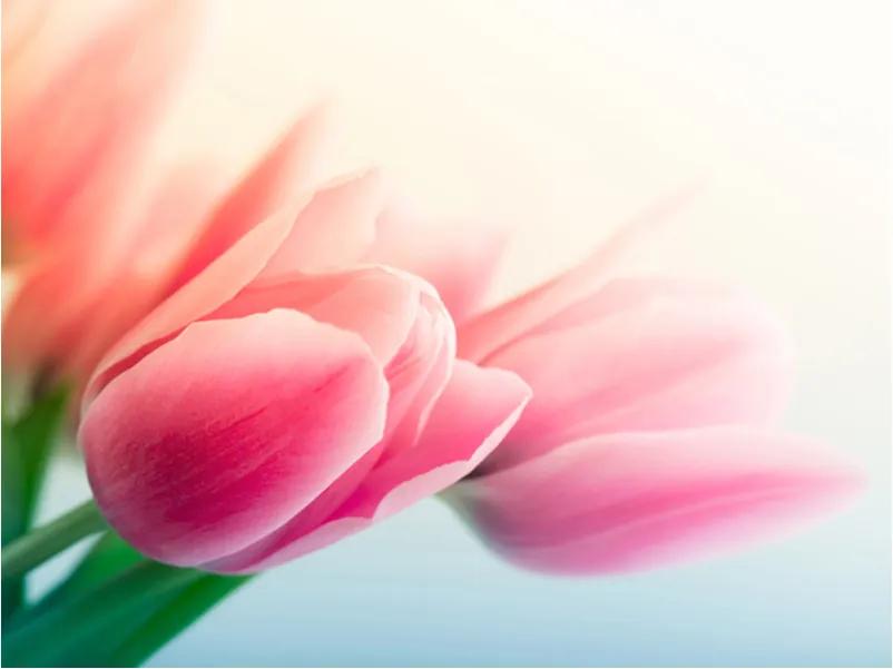 Fototapeta - Jar a tulipány 200x154 + zadarmo lepidlo